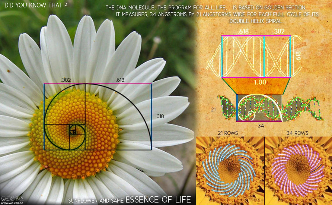 Fibonacci Formula